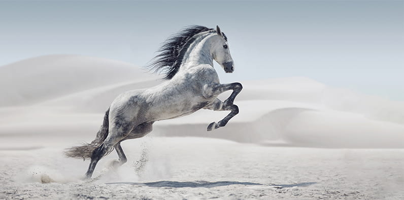 Cheval blanc de race arabe élevé sur deux pattes au-dessus du sable du désert.