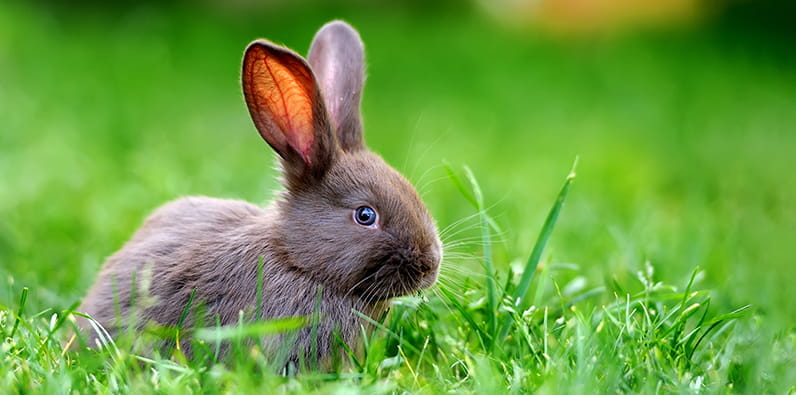 Lapin brun sur l'herbe