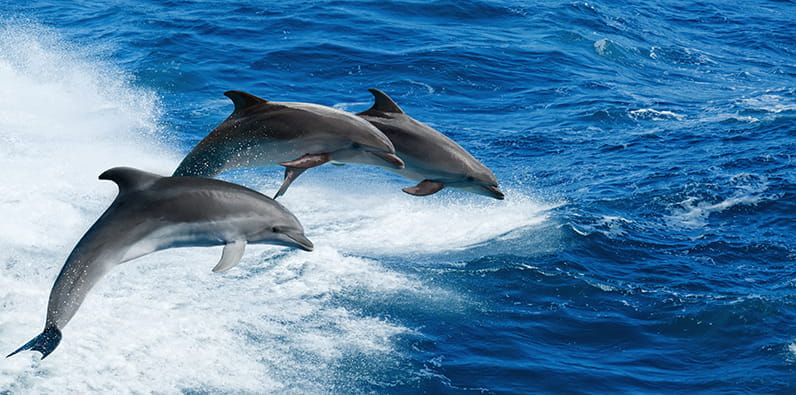 Trois dauphins sautent dans la mer.