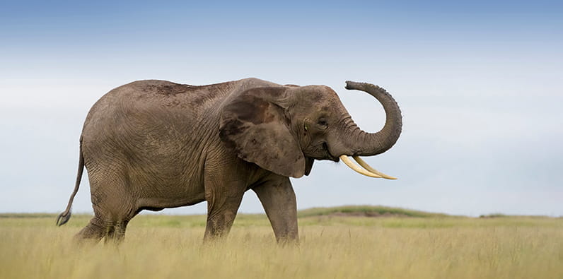 Un elefante en un campo