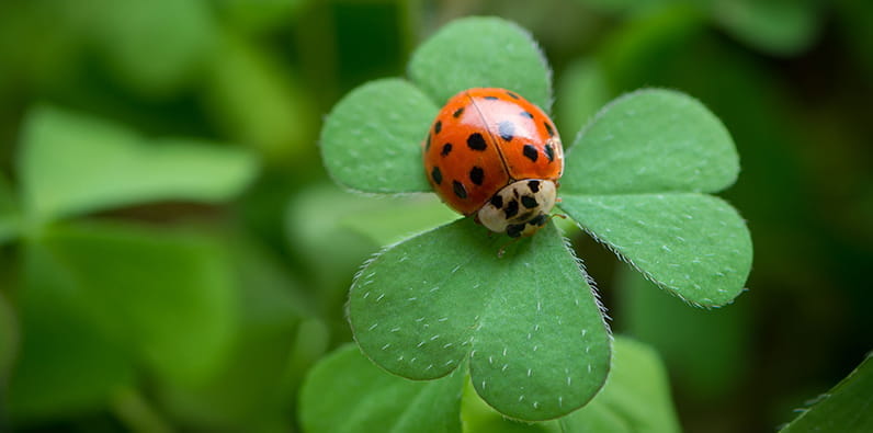 Une coccinelle sur les feuilles d'un trèfle.