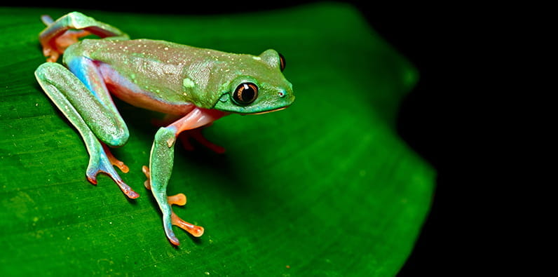 Grenouille de couleur verte sur une feuille