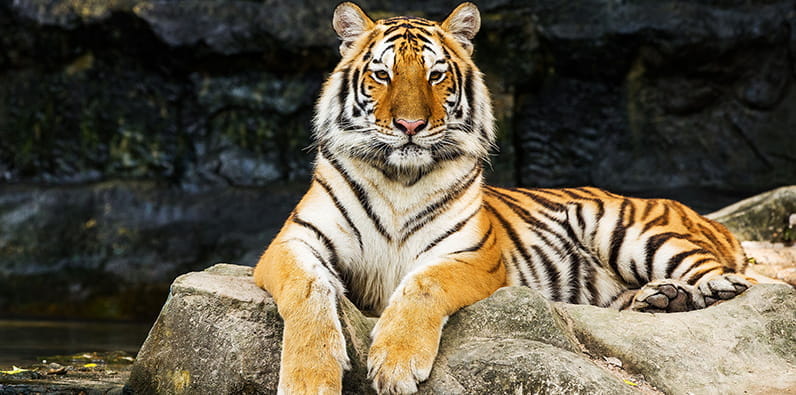 Tigre reposant sur un rocher.
