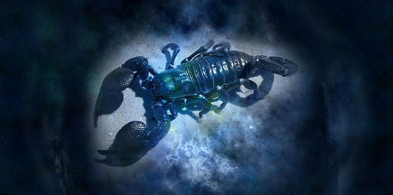 Un escorpión en un fondo de cielo nocturno