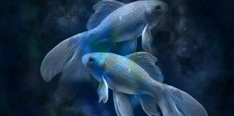 Dos peces en colores azul, verde, gris en un fondo azul oscuro.