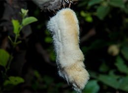 Un pied de lapin