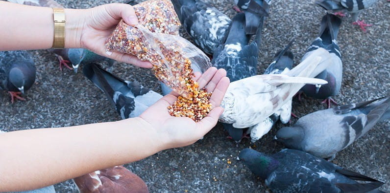 Une femme qui nourrit les pigeons