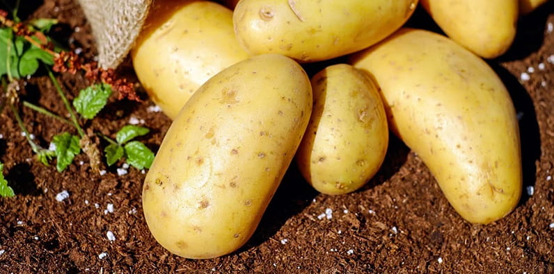 Unas patatas en el suelo.