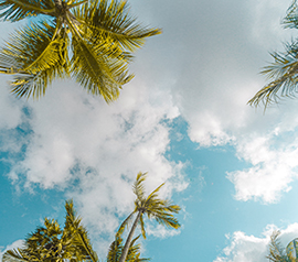 Palmiers sur le fond d'un ciel bleu avec des nuages blancs